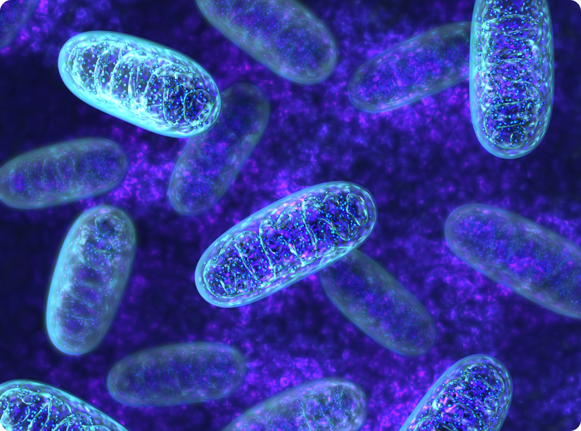 Mitochondrial Dysfunction in Parkinson's Disease
