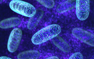 Mitochondrial Dysfunction in Parkinson's Disease