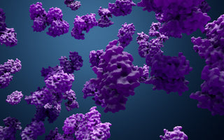 The Role of Autophagy and Protein Accumulation in Parkinson's Disease